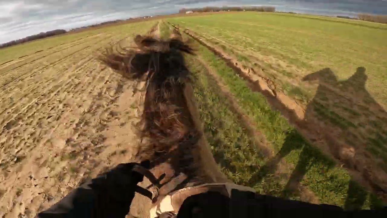 Muddy canter