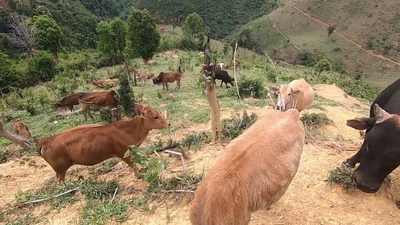 Very mountainous area 50 kilometers / Trekking back to  Phonxay, Luangprabang, Laos