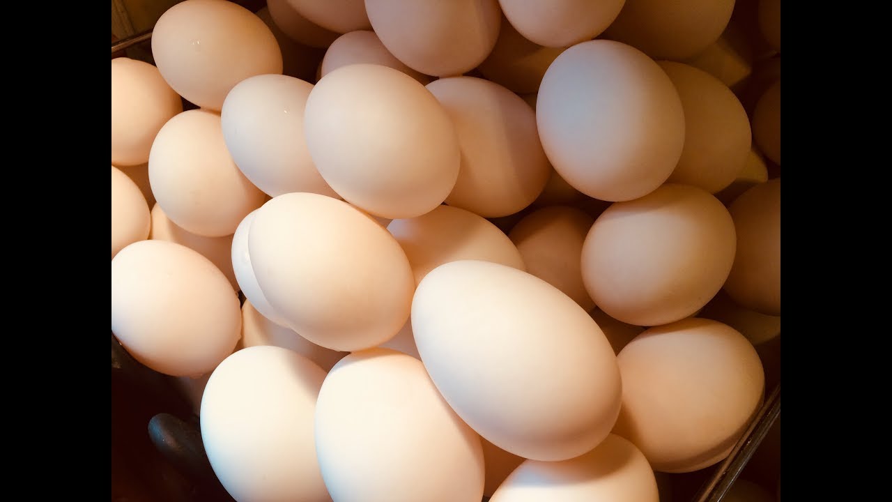 Know about the health benefits of duck eggs