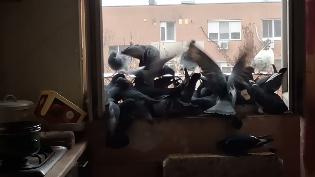 Many pigeons came to eat at my kitchen window #viralvideo #fyp #birds #trending #pigeons #viral 