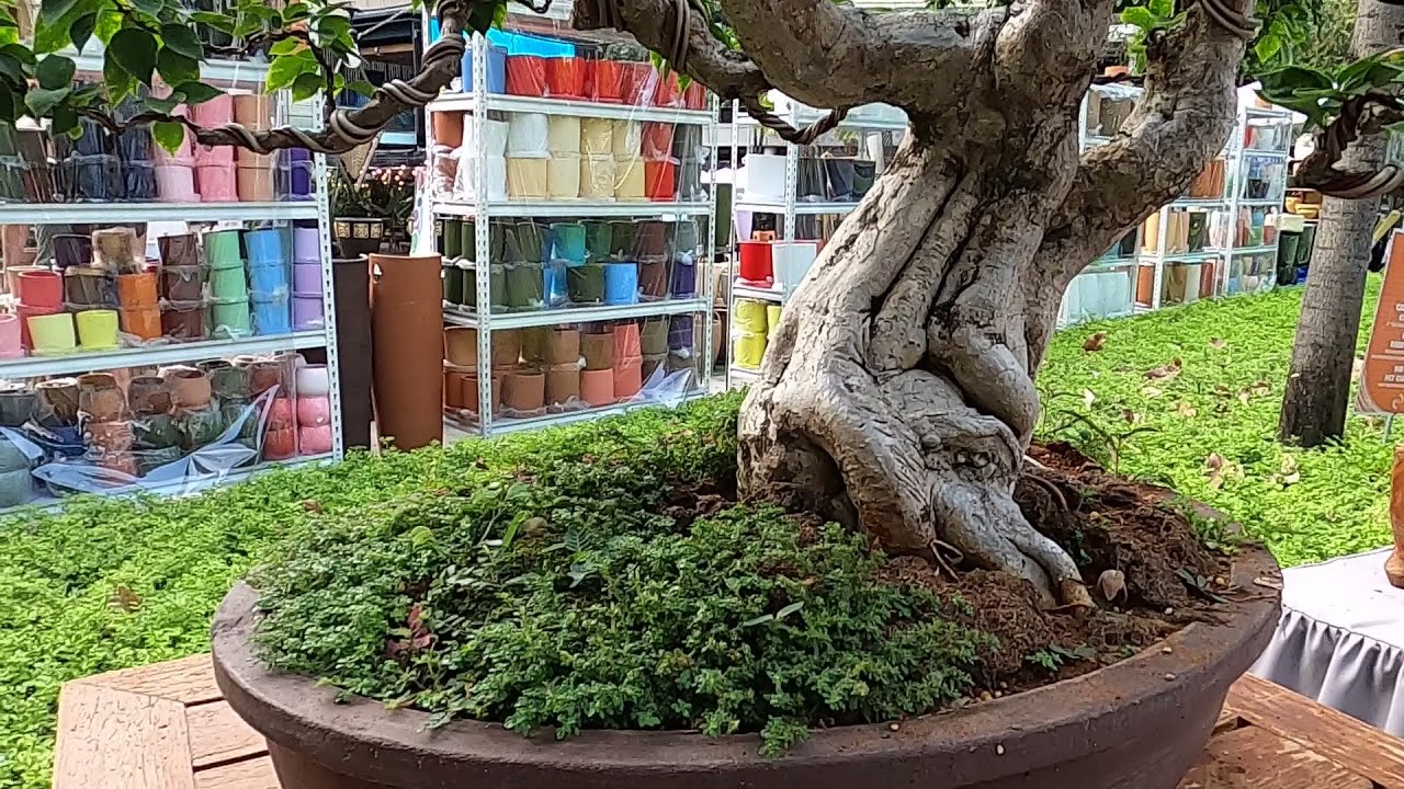 BONSAI 3Million!! | PRICELIST AT BGC,TAGUIG CITY MANILA PHILIPPINES | EXPENSIVE BONSAI TREE /#bonsai