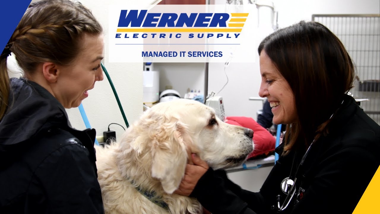 Managed IT Services: Healthy Paws Testimonial