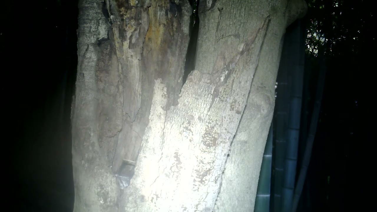 2025-10-10 Owl フクロウ 巣穴の掃除 広島県 呉市 広