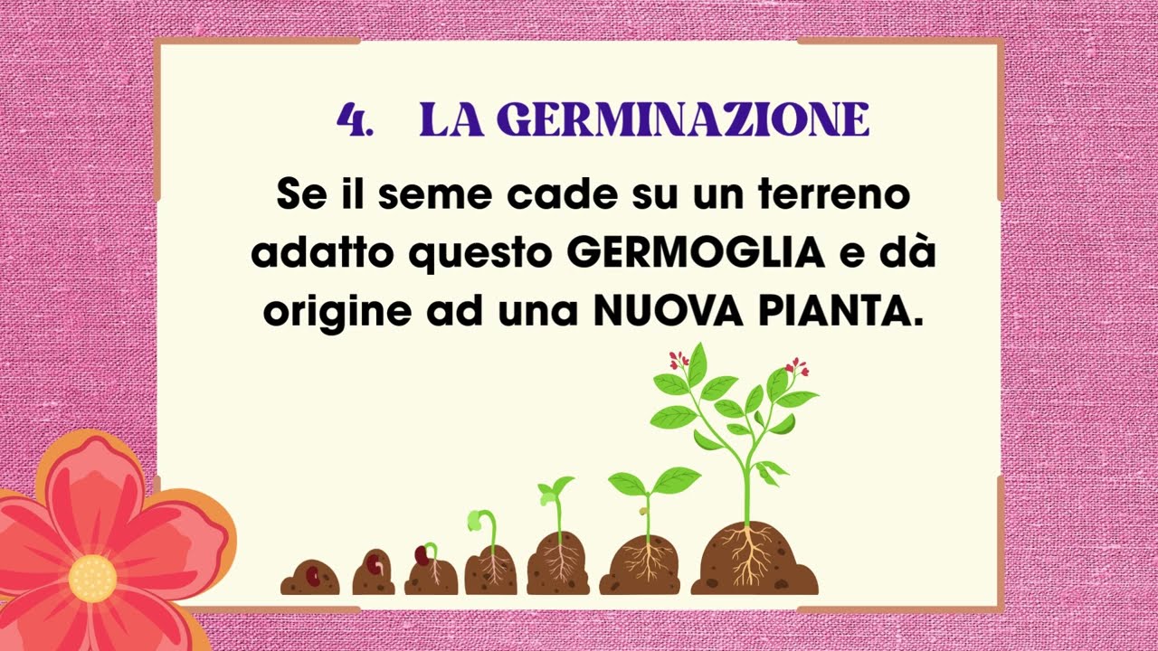 DAL FIORE AL SEME