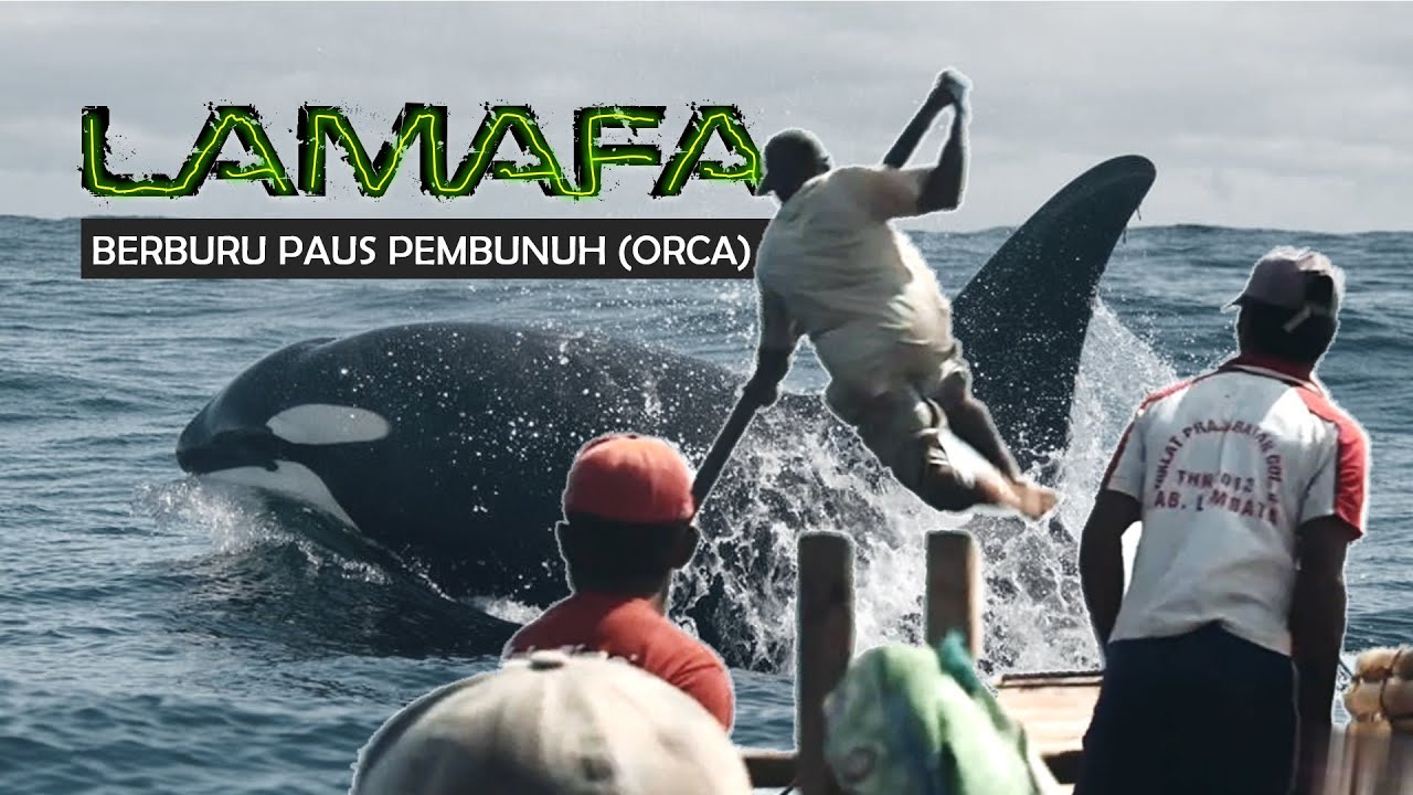 LAMAFA - Eps: Berburu Paus Pembunuh (ORCA).