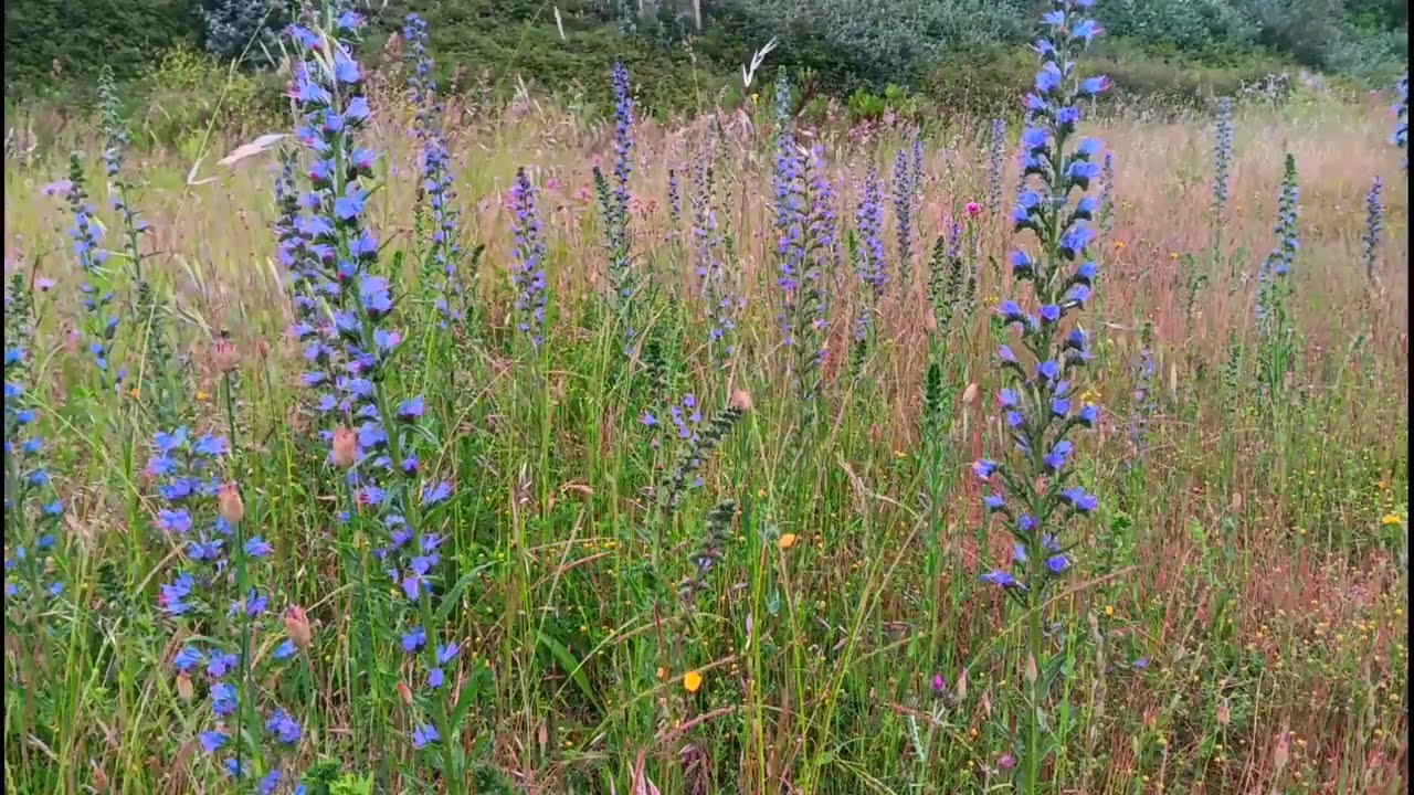 Relajante Campo de flores, sonidos de pájaros, sonidos del campo, meditar, relajar.