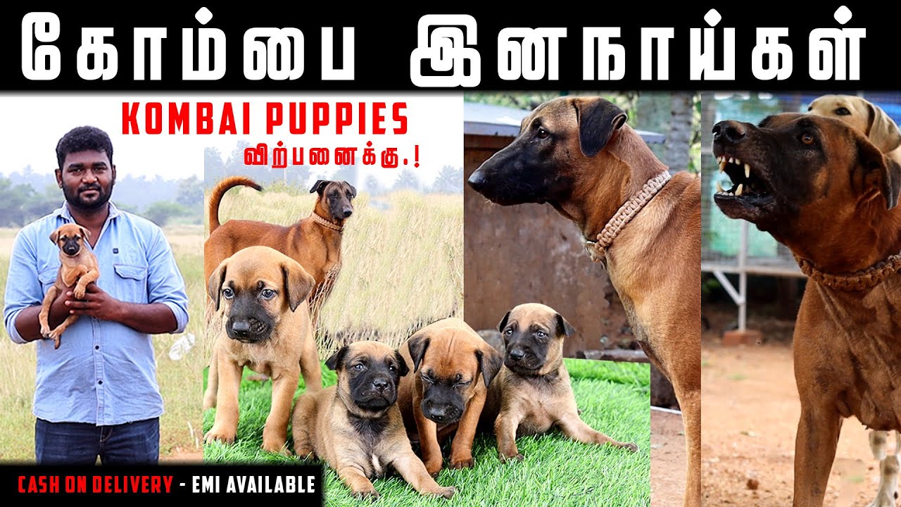 கொம்பை மலைகளின் ராஜா.! Kombai Puppies For Sale | Kombai DogKennels From Rajapalayam Cash on Delivery