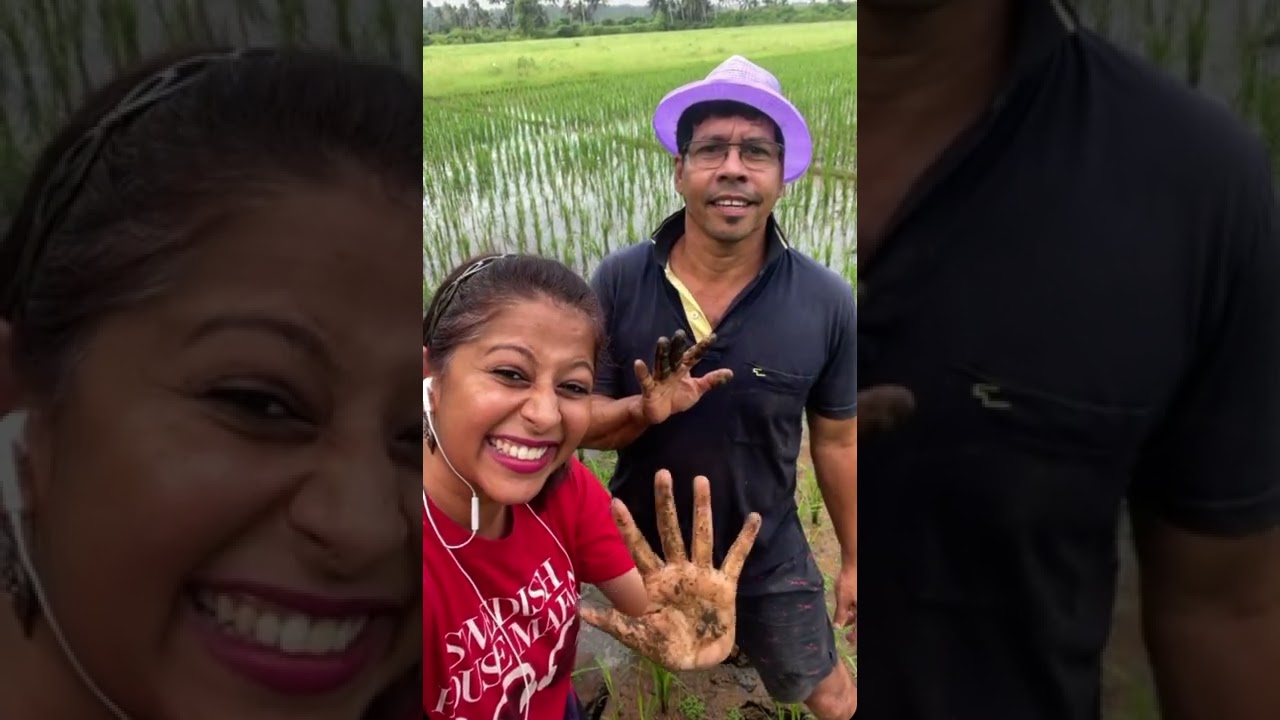 Save Our Soil | RICE TRANSPLANT - EDUCATION PROGRAMOUR LADY OF ROSARY | 3RD STD | DONA PAULA | Goa