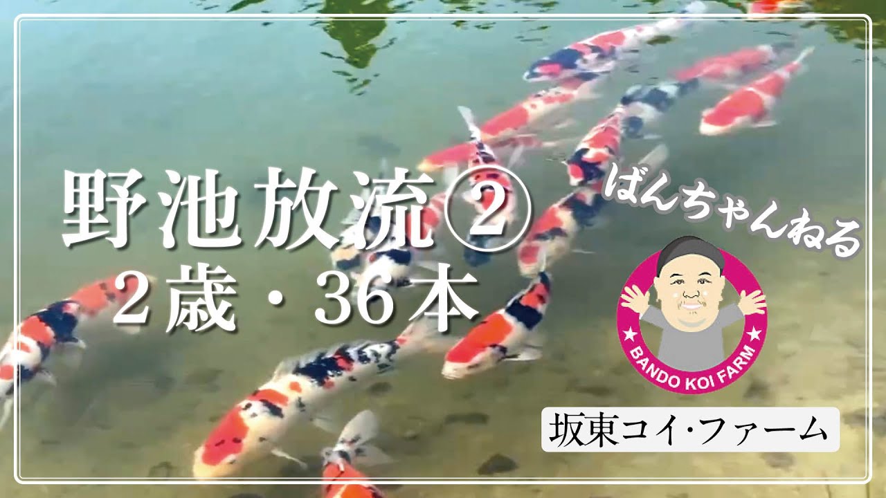 ［坂東コイ・ファーム］ばんちゃんねる　野池放流2 　#koi #koifish #錦鯉 #nishikigoi