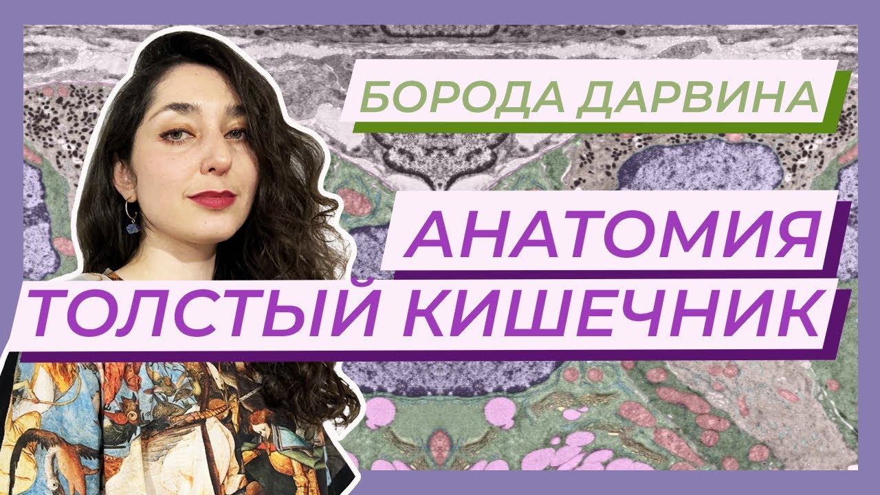 Анатомия — Пищеварительная система. Толстый кишечник.