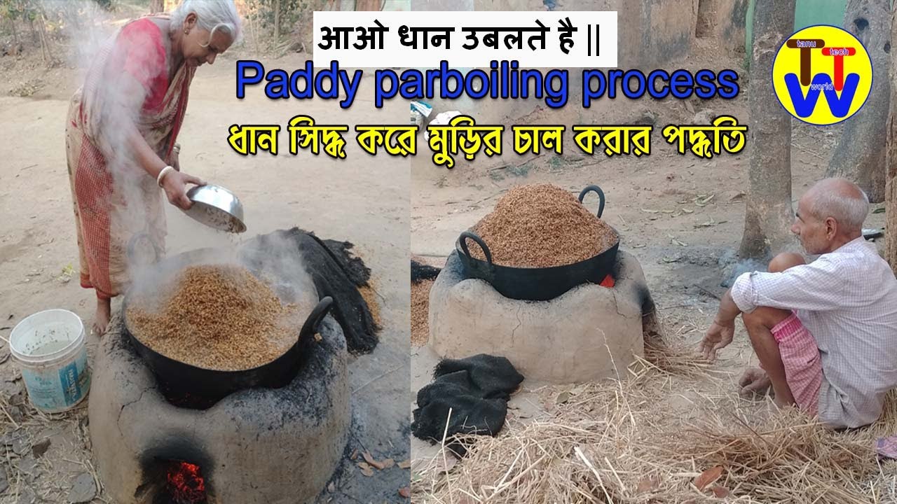 মুড়ির  চাল প্রস্তুত  পদ্ধতি ।।  ধান সিদ্ধ ।।Brown Rice Processing || Paddy parboiling process