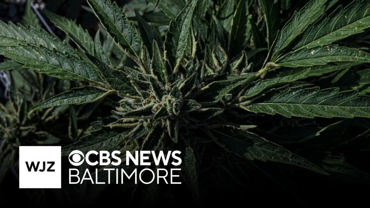 Some Maryland firefighters want statewide off-duty, medical cannabis use