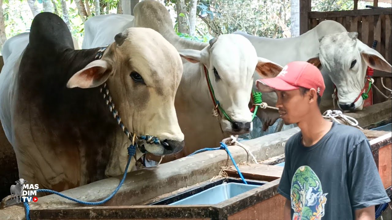 Baru Tergila Gila Dengan Sapi Po Juragan Burung Satu Ini Langsung Borong Sapi Po Dari Diamore Farm !