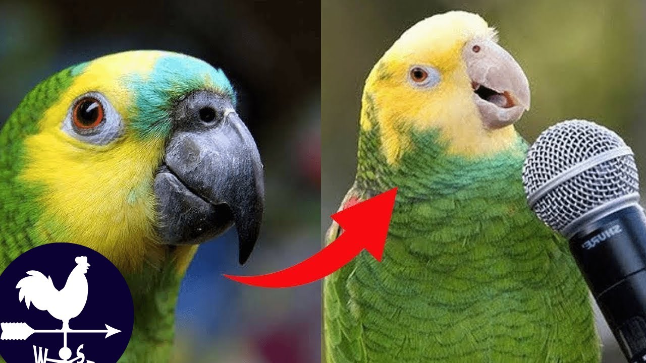 OS PÁSSAROS MAIS ENGRAÇADOS DO TIK TOK