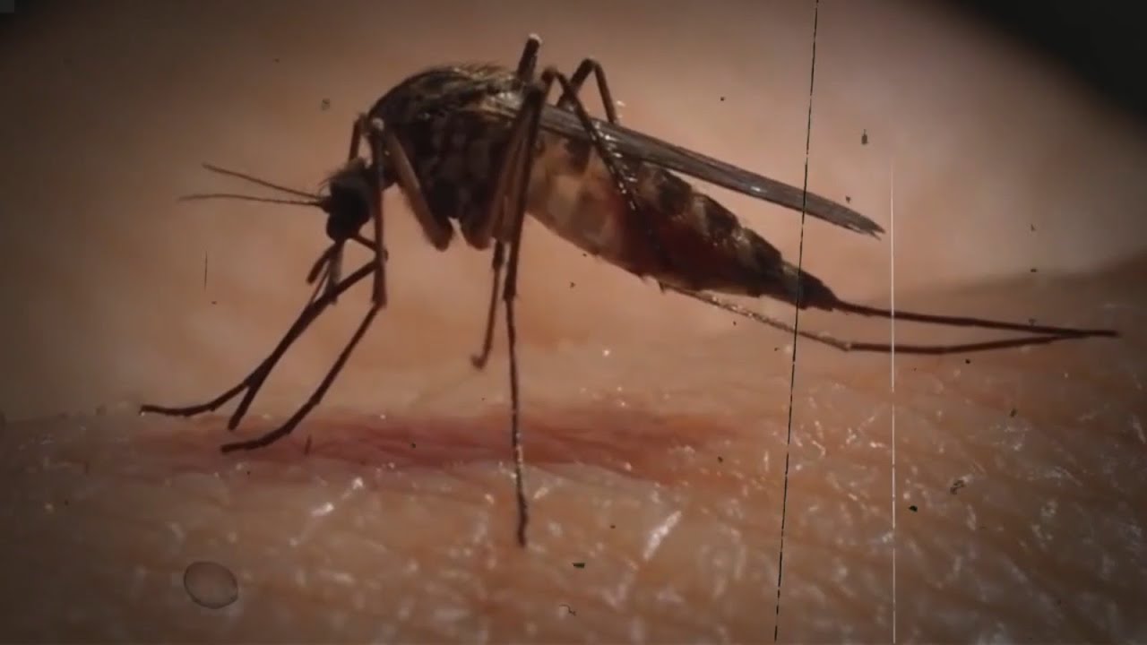 Casos de chikungunya superan el millar y alertan al oriente boliviano