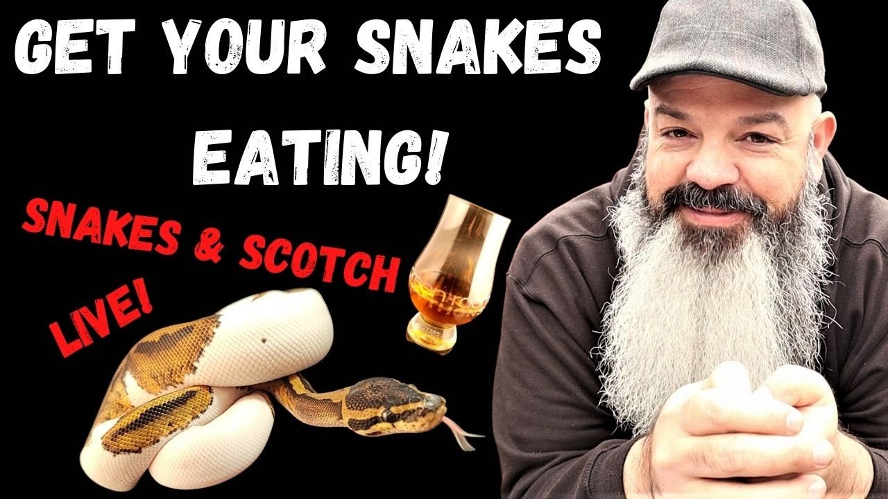 How to get your snake to eat! Snakes & Scotch Livestream Q&A