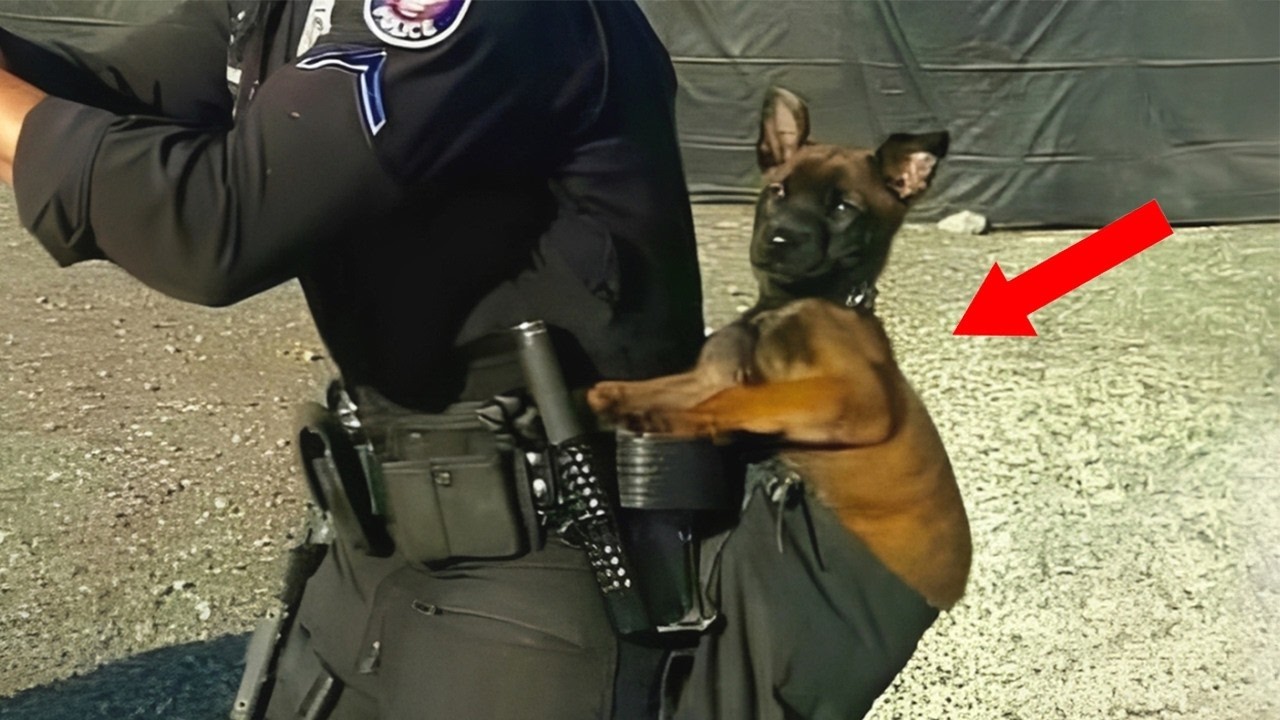 Kiedy owczarek belgijski malinois nie sprawdza się jako pies policyjny 😁Najzabawniejszy film o psach