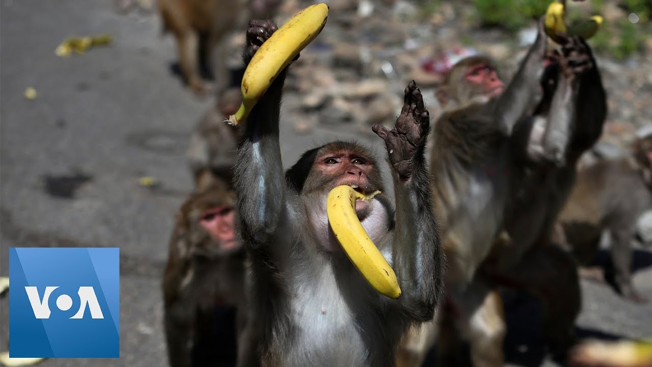 Coronavirus: Monkeys, Dogs, Cows Roam India's Streets