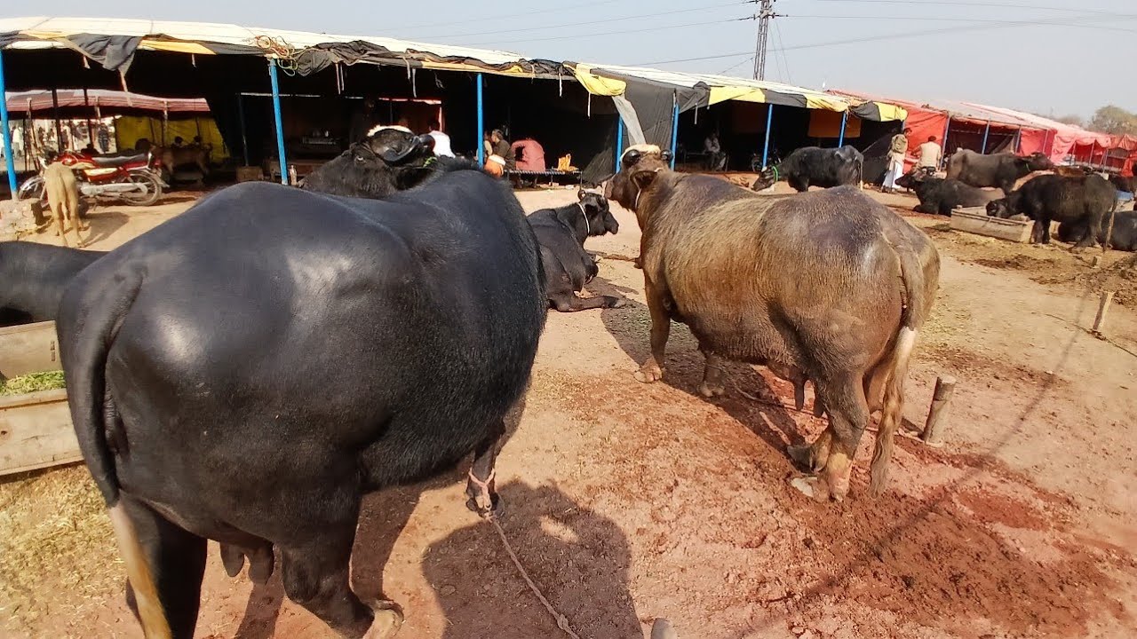 Gujarat Mandi Punjabivlog7l2l2026