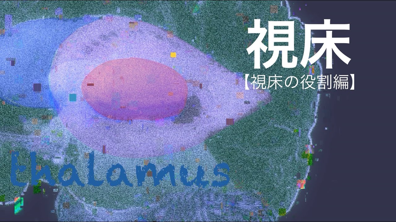視床機能解剖【視床の役割編】