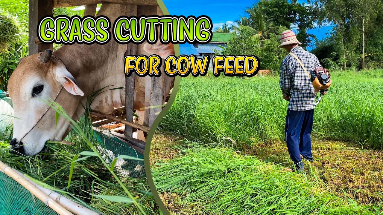 Grass Cutting Machine For Cows Feed! Best Grass For Cows To Eat