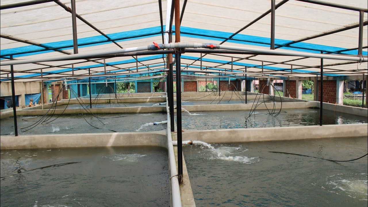 Recirculating Aquaculture System. RAS Fish Farming.