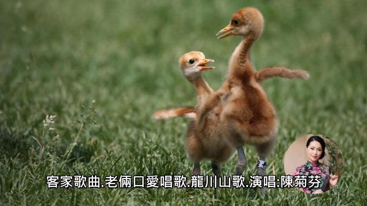 客語.老倆口愛唱歌.演唱:陳菊芬