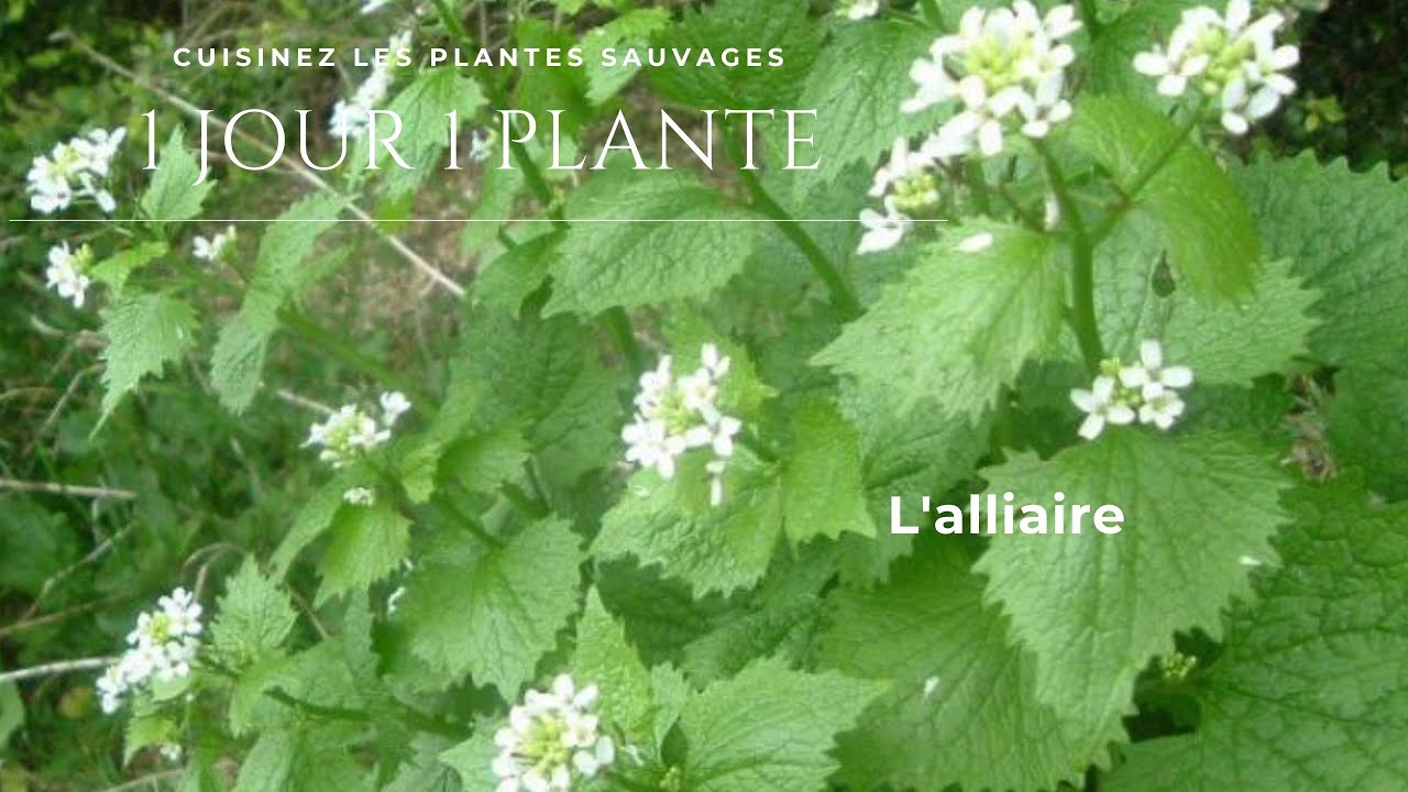 RECETTE PLANTE SAUVAGE L'ALLIAIRE ecole de cuisine vegetale