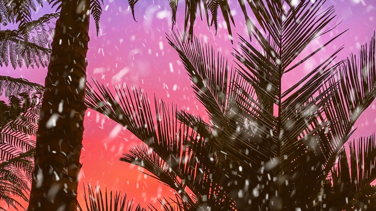 Feather Palm UK Winter Damage Update - Phoenix, Butia & Jubaea Chilensis