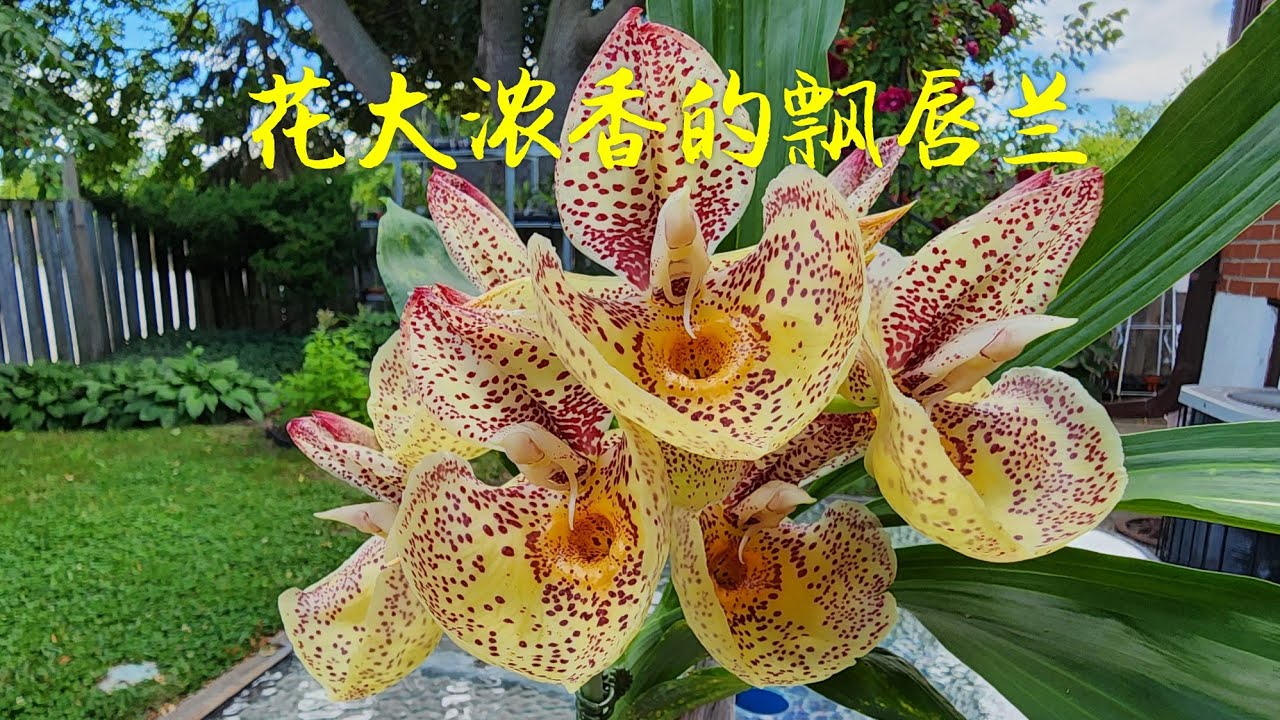 Sophie's Garden 兰花，花大浓香的飘唇兰Ctsm. Orchidglade 'Davie Ranches' AM/AOS