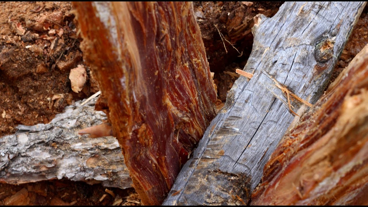 How to find and prepare Fatwood
