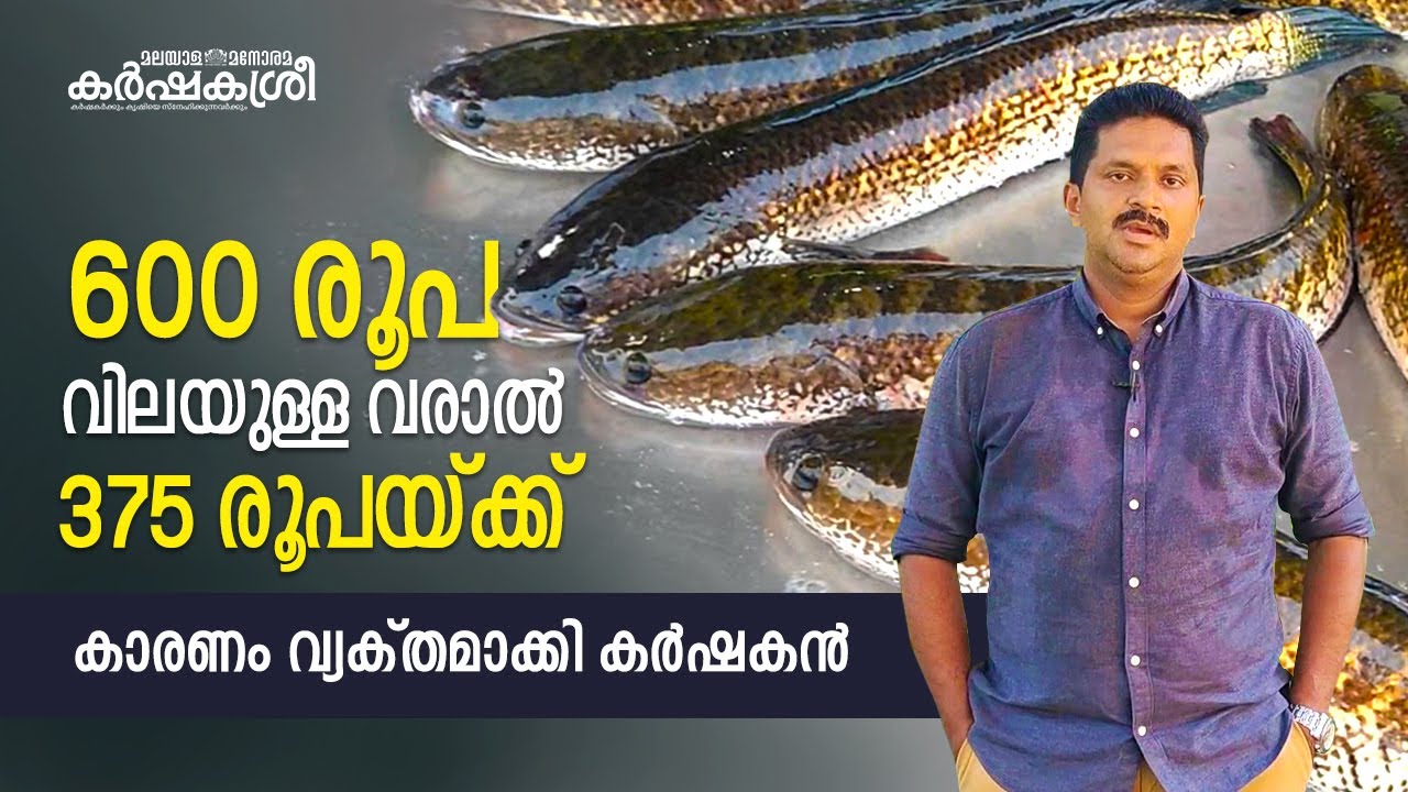 600 രൂപ വിലയുള്ള വരാൽ 375 രൂപയ്ക്ക്; കാരണം ഇതാണ് | Fish Farming | Murrel Fish | Karshakasree