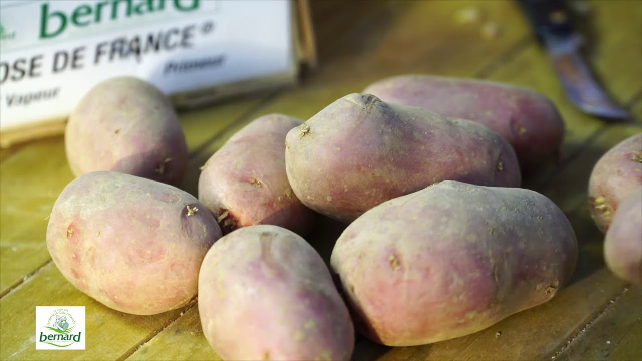 Choisir ses plants de pomme de terre Bernard