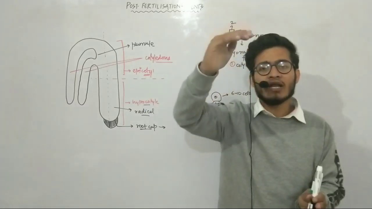 L28: Structure of Dicot Embryo by Vipin Sharma