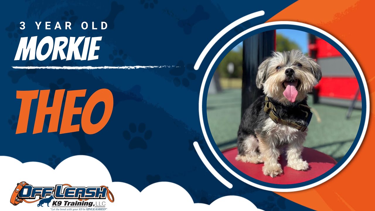 Morkie, 3 year old, Theo | Best Dog Trainers Northwest Arkansas | Off Leash K9