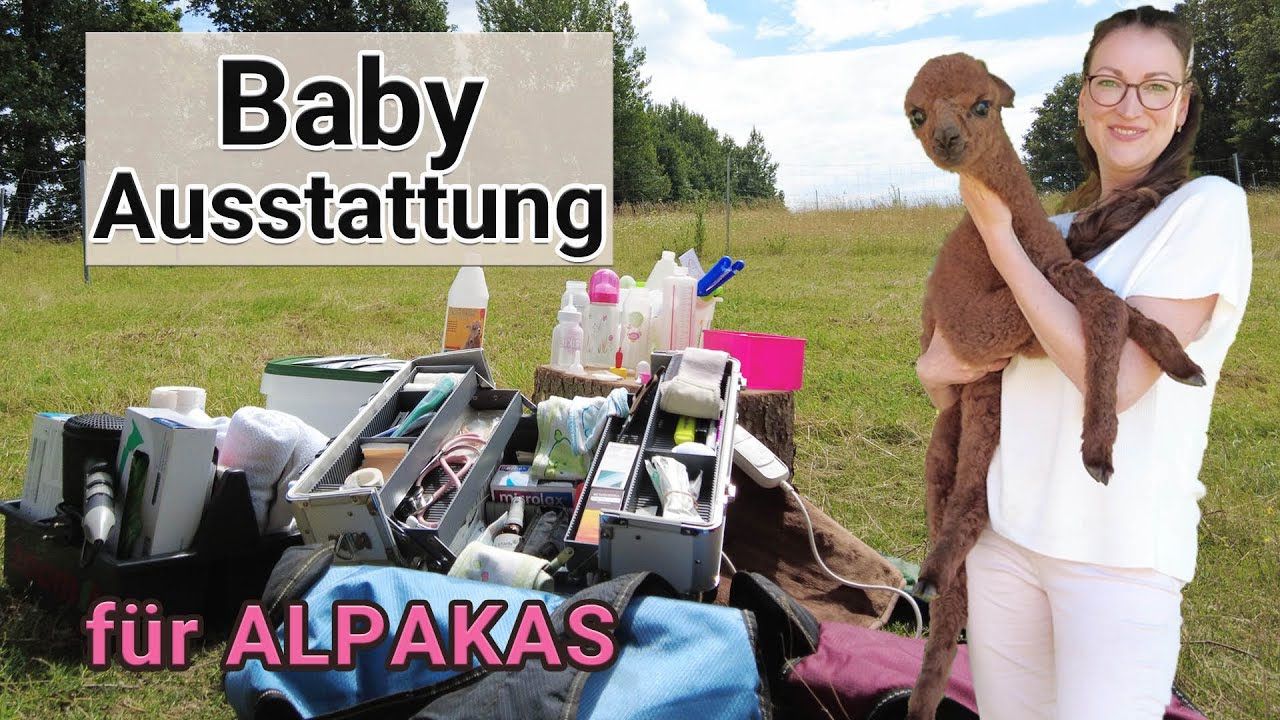 Babyausstattung für Alpakafohlen 🦙💗