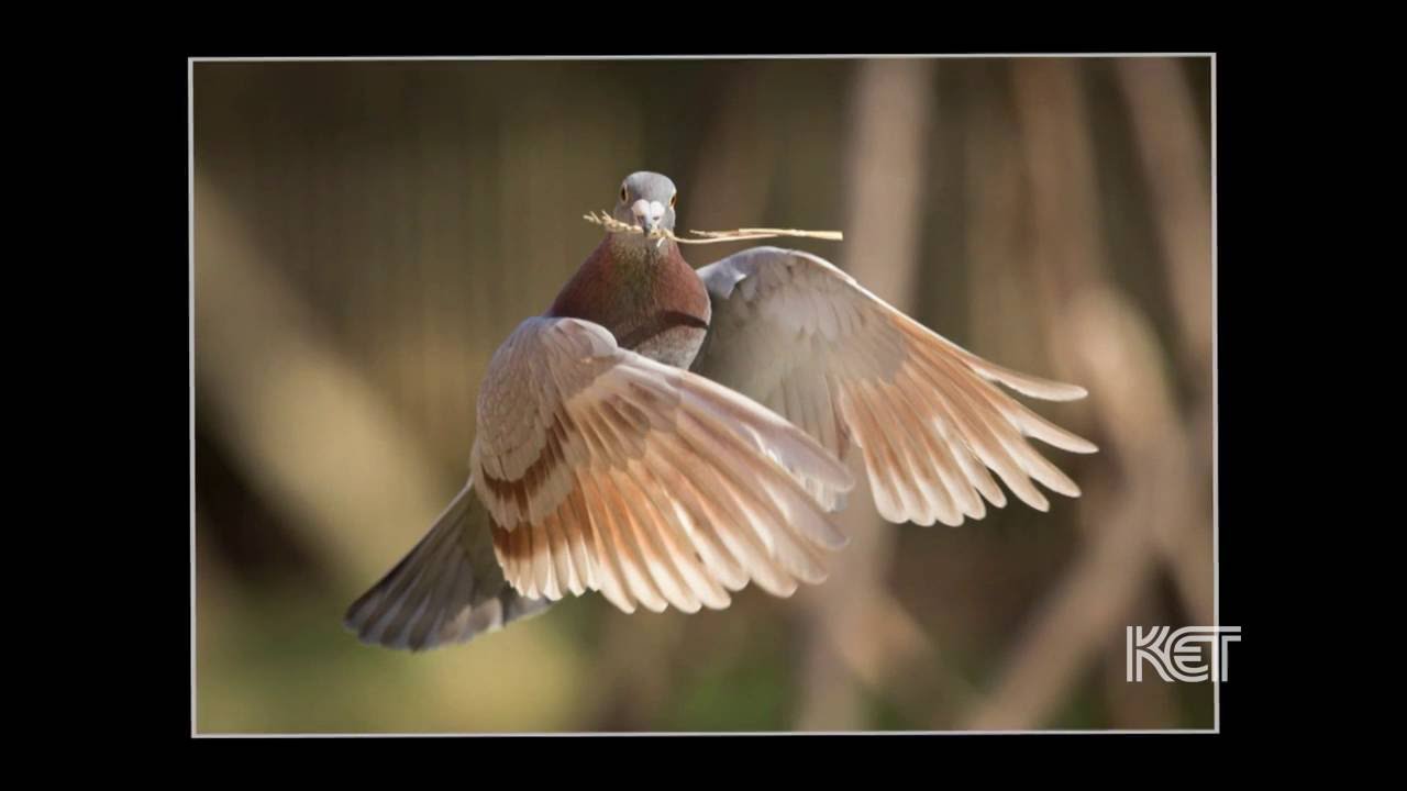 The Pigeon Photographer | Kentucky Life | KET