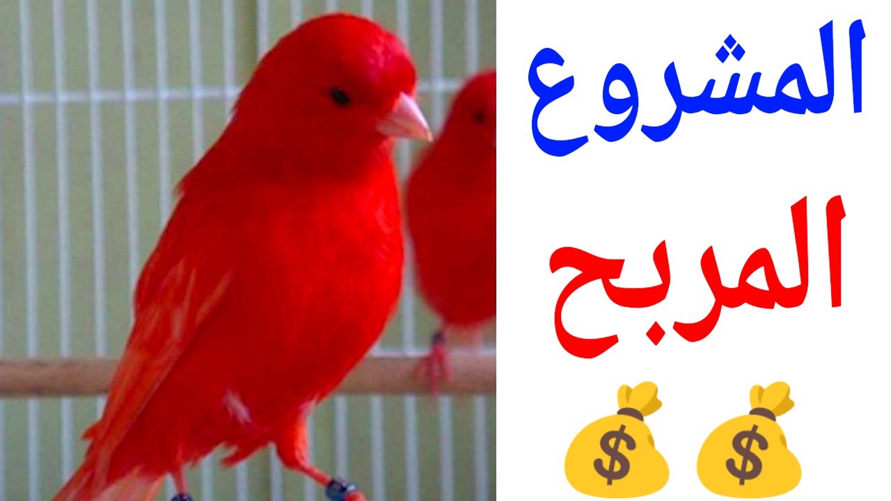 دراسة كاملة لمشروع تربية وبيع طيور الكناري 💲