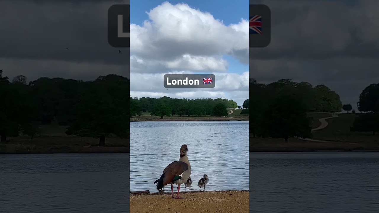 Ducks in London &mdash; #london #england #uk #richmondpark #duck #ducks #wildlife #nature #travel #water