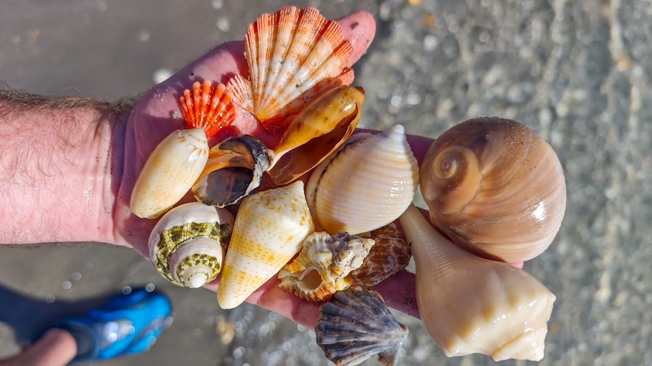 Amazing SHELLING in Jupiter, Florida + BUCKET LIST Shell Find!