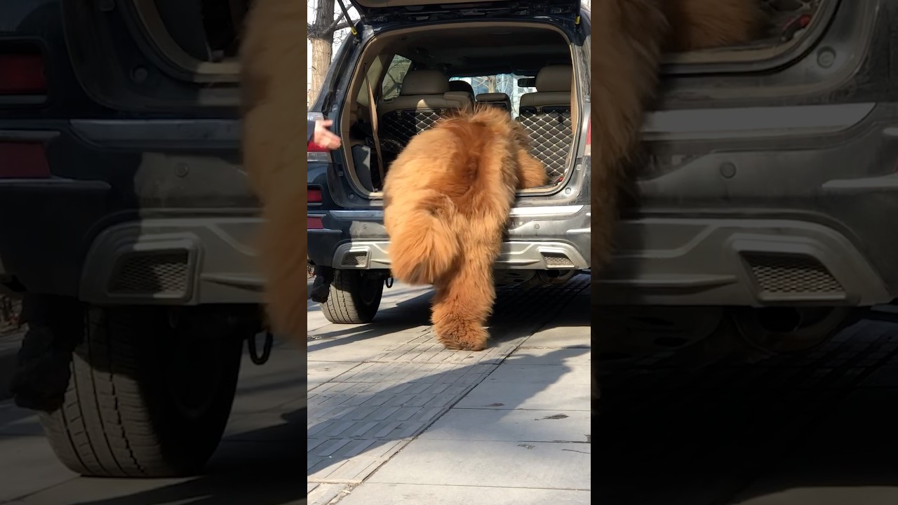 Это явно медведь… 🐻😂