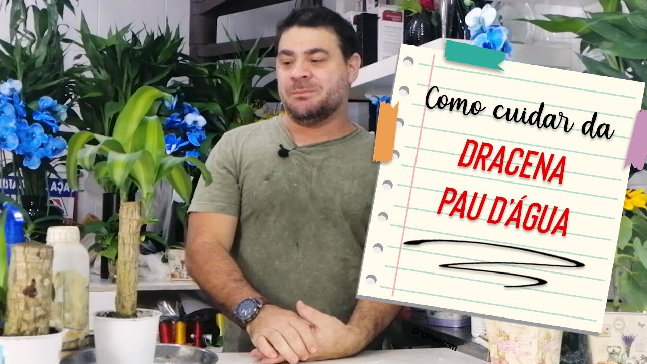 Como cuidar da Dracena Pau D'água? #dracena #plantas #flores #jardinagem #paudagua