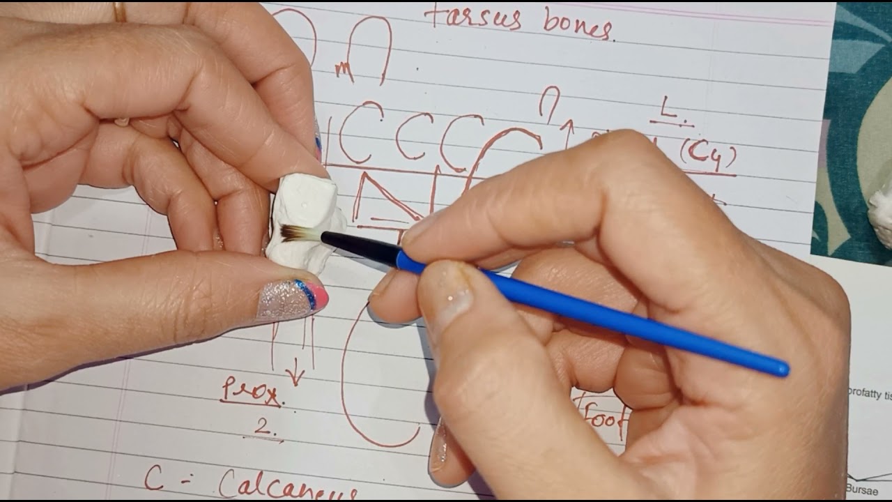 identification and side determination of leteral cuneiform bone in hindi part 8