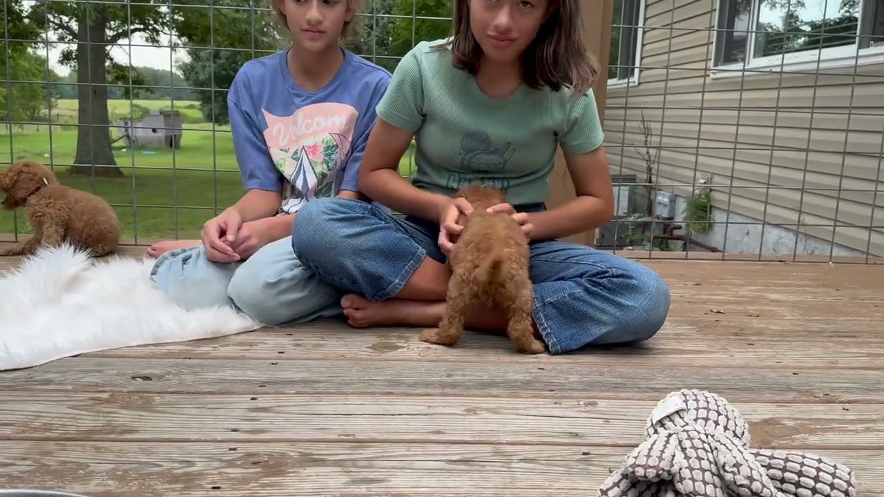 Ruby/Copper Standard Poodle Boys 8/15/25