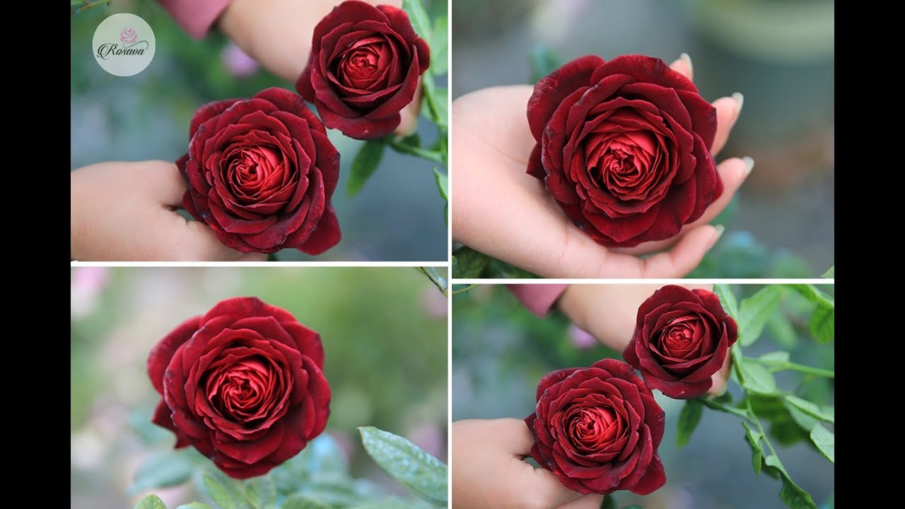 Hoa hồng màu đỏ Astrid Grafin von Hardenberg hoa chơi tết 2019 đẹp nhất