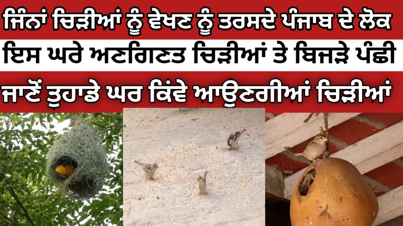 ਜੇਕਰ ਤੁਸੀਂ ਵੀ ਕਰਦੇ ਹੋ ਚਿੜੀਆਂ ਅਤੇ ਪੰਛੀਆਂ ਨੂੰ ਪਿਆਰ ਤਾਂ ਜਰੂਰ ਦੇਖੋ ਇਹ ਵੀਡੀਓ । Sparrow In Punjab ।