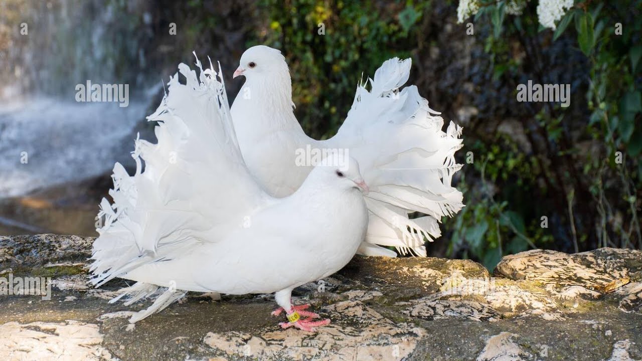 Kabootar ka pair kaise lagaye  #pigeon #kabootar