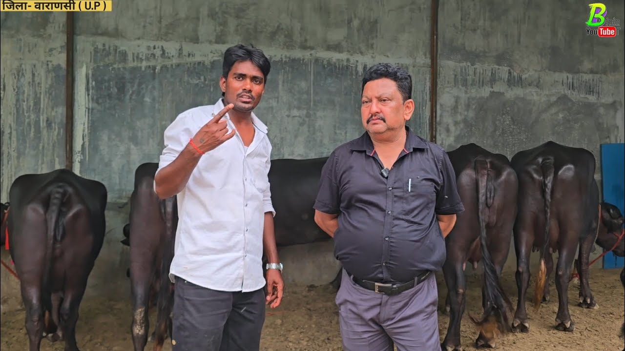 नया डेयरी फार्म पर बनारस जिला मे हरीयाणा प्रदेश से आई मुर्रा भैंस बिकाऊ है | Bipin Singh Dildarnagar