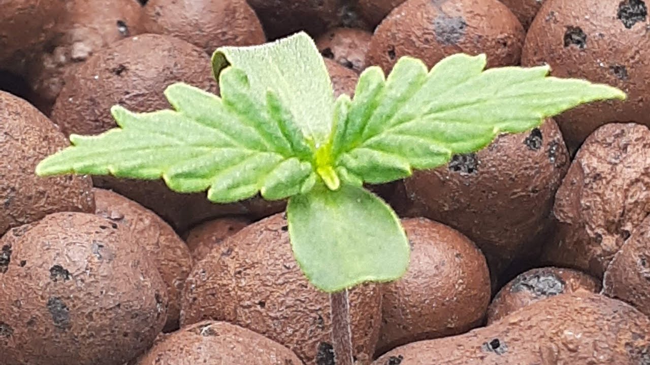 Week 1 Spiderfarmer SE3000  powerhouse set up Amsterdam marijuana seeds Pineapple Express auto DWC