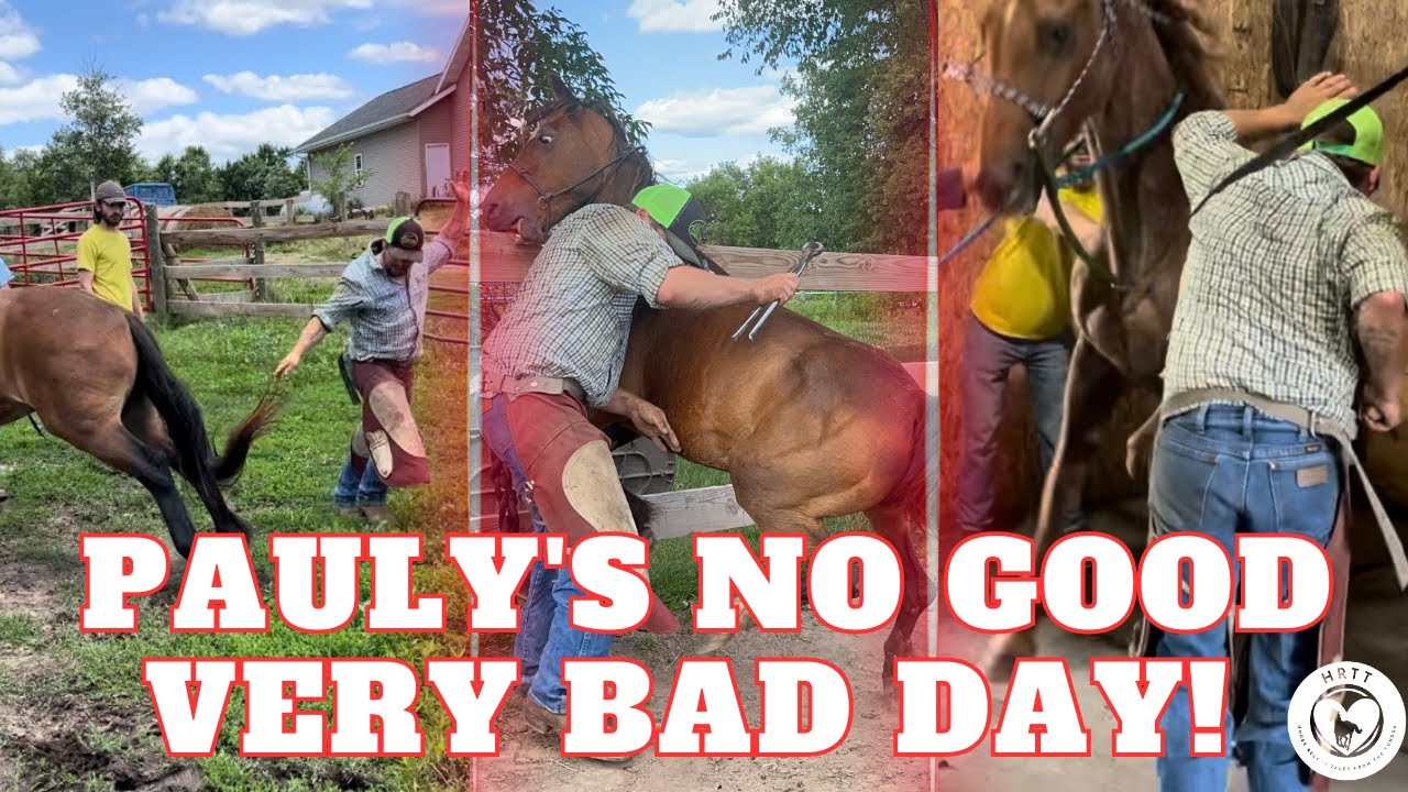 Become a farrier, they said! It'll be fun, they said!